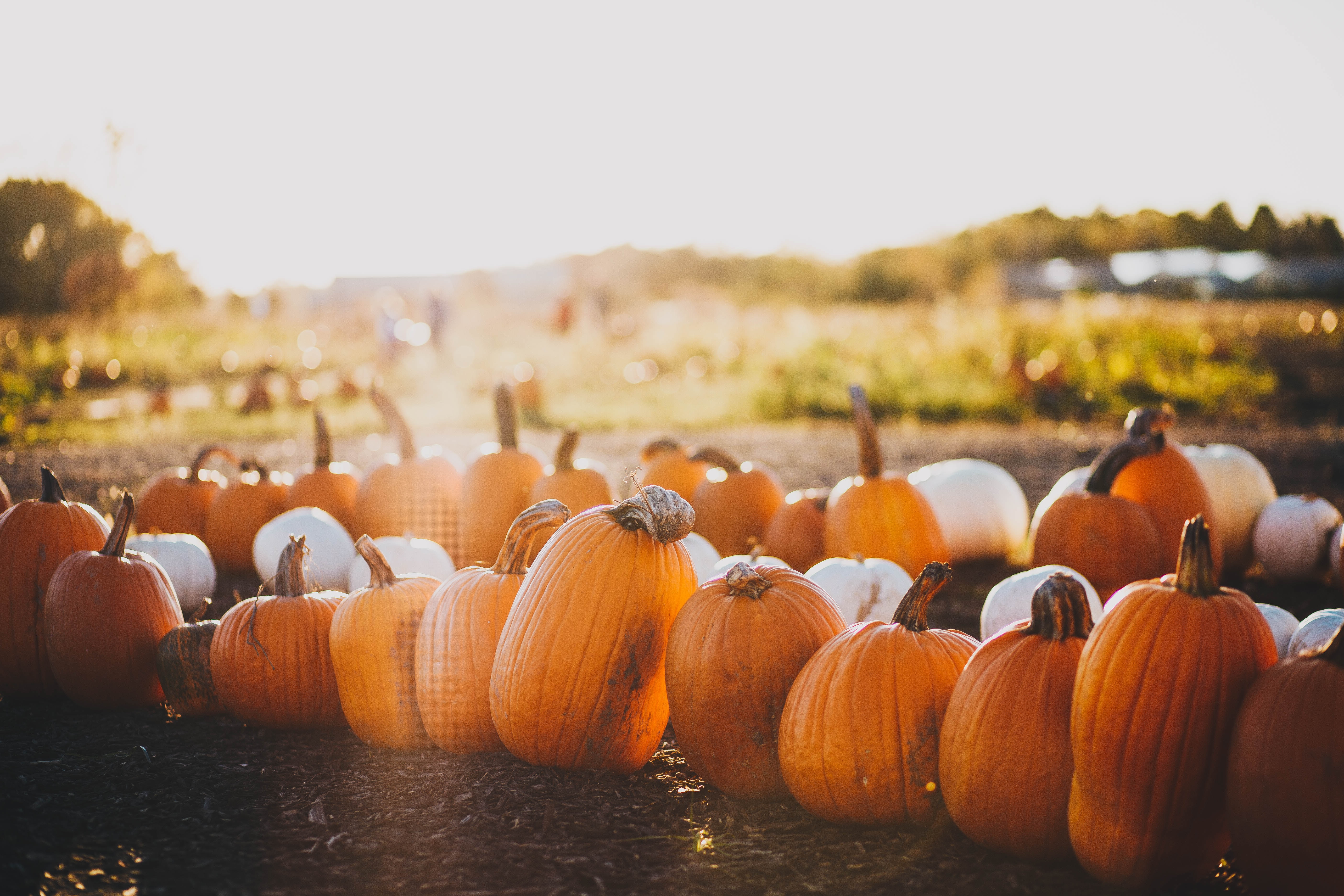 pumpkins lined up in a pumpkin patch. The sun is shining down on them. Going to a pumpkin patch is a fall and Halloween bucket list item.